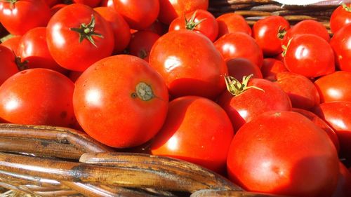 Pătlăgele roșii ca drapelul partidului