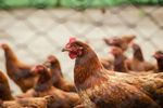 70% dintre români vor ca găinile ouătoare din UE să fie lăsate libere!/ De ce milioane de găini continue să sufere, din cauza sistemului de creștere în cuști!