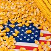Fermierii americani mizează din nou pe porumb pentru a supraviețui unui nou an cu marje minime de profit / Prețurile sunt în scădere, iar costurile în creștere / Porumbul pare ultimă șansă de echilibru financiar pentru agricultorii din SUA