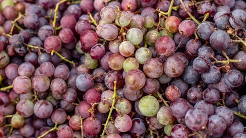 Resveratrolul, substanța „magică” din struguri sau fructe de pădure/Este motivul pentru care se consideră că vinul are unele proprietăți benefice