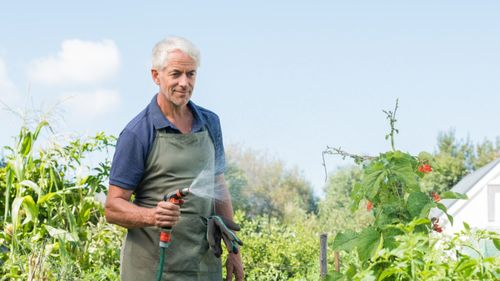 Greșeala care poate distruge roșiile pe caniculă / Specialiștii spun că ora la care le uzi face diferența
