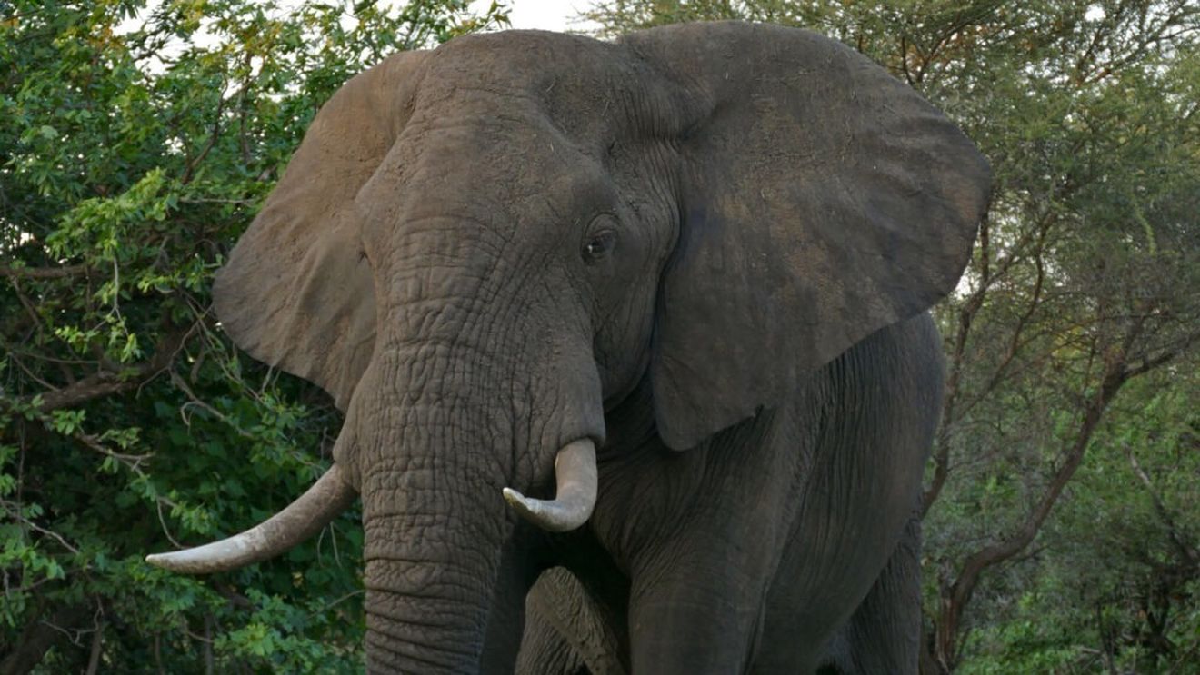 Foametea își arată colții: 200 de elefanți vor fi sacrificați in Zimbabwe, pentru carne, nu pentru fildeș!