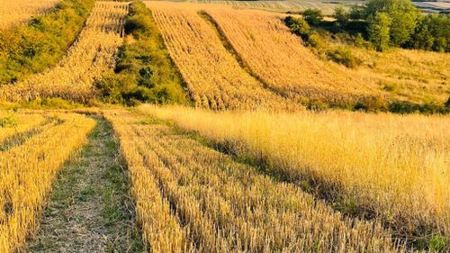 DOCUMENT | Liniile directoare pentru sectorul agriculturii în Programul de Guvernare PNL-USR-UDMR: sprijin pentru fermieri, produse românești pe masă și dezvoltare rurală