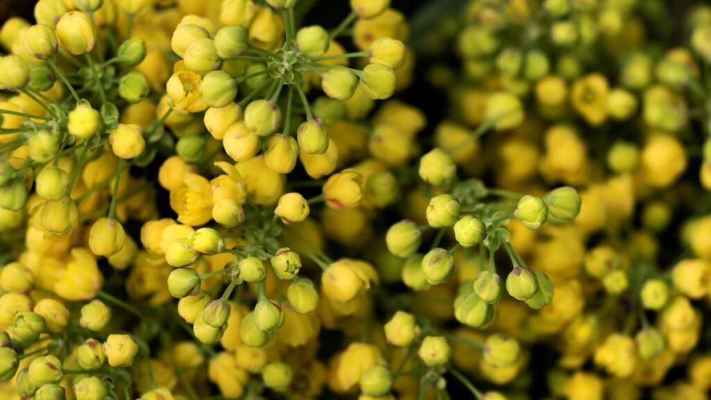 De ce Alexandru cel Mare a ajuns să-i trimită unui rival o pungă cu semințe de muștar. Cum se a ajuns un cuplu italian să producă sosuri din aceste semințe foarte ușor de cultivat