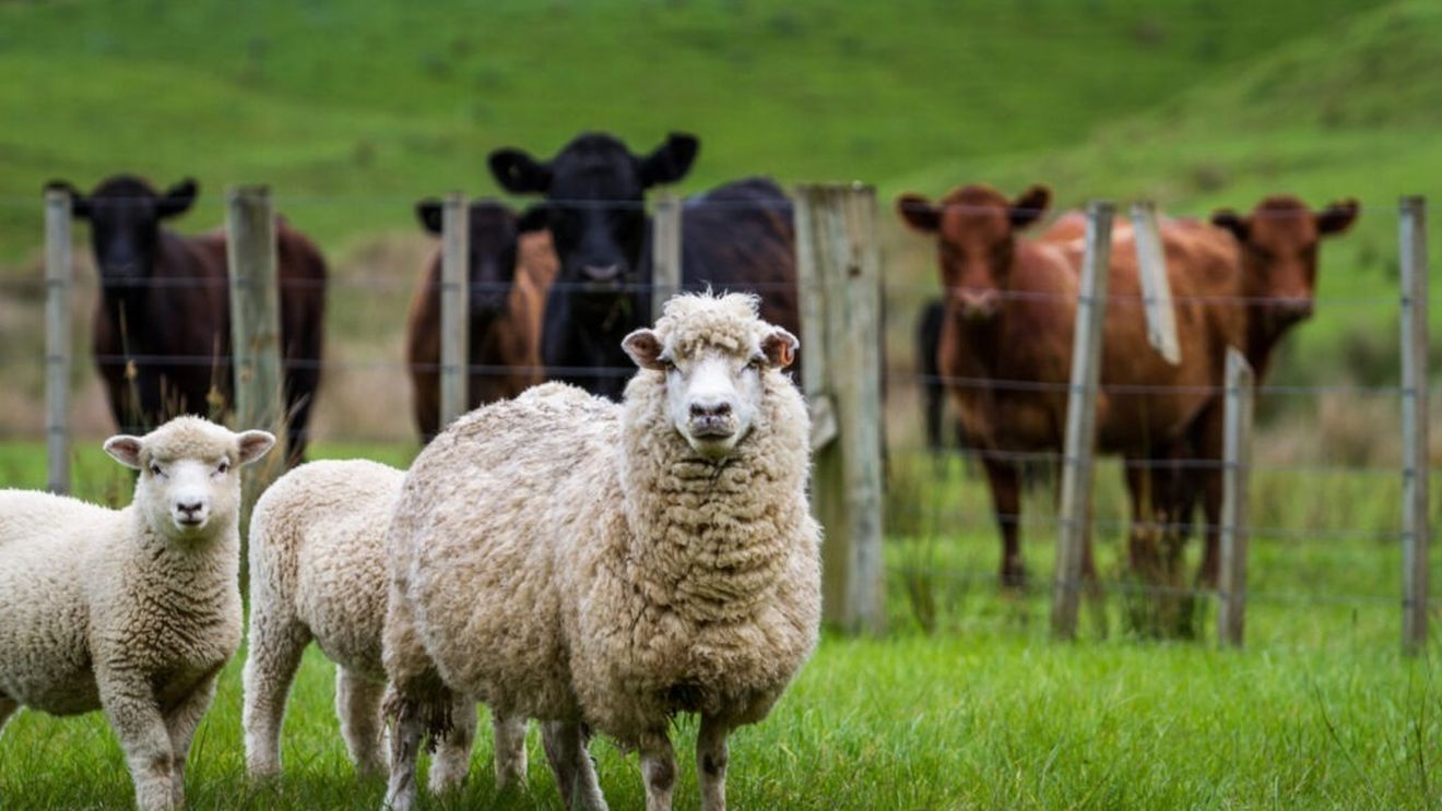 Franța îndeamnă fermierii să-și vaccineze animalele împotriva febrei catarale ovine / Peste 1.100 de focare, confirmate în mai puțin de două luni!/ Serotipul BTV-3 nu era prezent în Franța, anul trecut