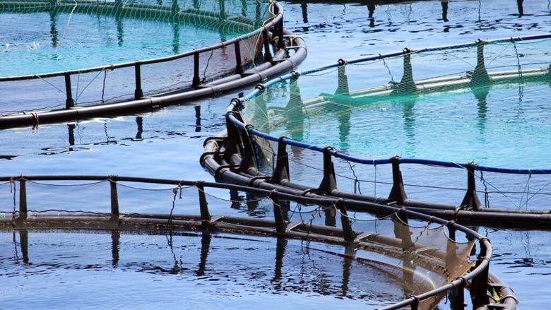 Fermele piscicole pot primi bani pentru carbonul captat / România lansează un mecanism unic în UE