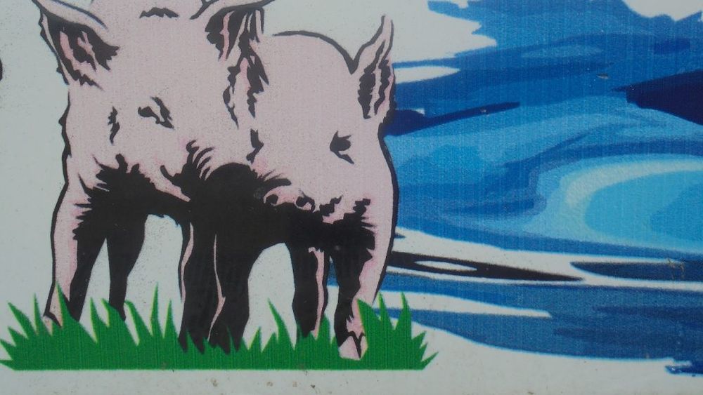 Prețul porcilor în viu și prețurile claselor E, respectiv S ale carcaselor abatorizate au atins un nou maxim istoric