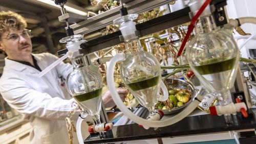 Combustibil din resturile de roșii din industrie. Deșeurile rezultate din procesare ar putea deveni o nouă resursă strategică pentru viitorul aviației