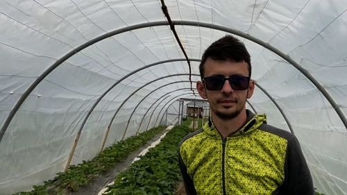 VIDEO | Vremea nefavorabilă a întârziat producția de căpșuni și a crescut prețul fructelor / Fermier: „Este cel mai dificil an de când mă ocup de cultivarea căpșunilor”