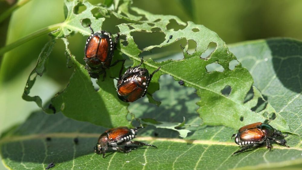 Unul dintre cei mai periculoși dăunători din lume, depistat la granița Germaniei / Deși are dimensiunea unui bob de cafea, poate produce pagube uriașe pentru agricultură / Ar putea proveni din bagajele turiștilor