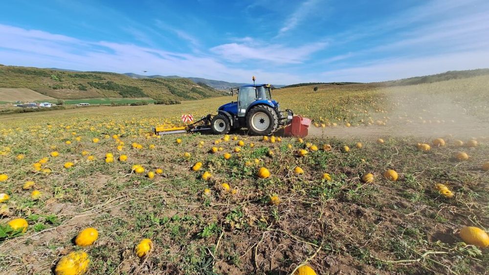 Analiză media: Topul culturilor agricole din România. Cultura cea mai răspândită este cea de sfeclă de zahăr, predominantă în 14 județe, urmată de porumb și pepeni