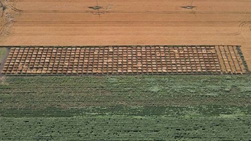 Peste 400 de soiuri de grâu, prezentate ieri la Ferma Ezăreni, Iași, cu ocazia Zilei Biodiversității Grâului. Un viitor centru de cercetare în domeniul agricol, la USV Iași