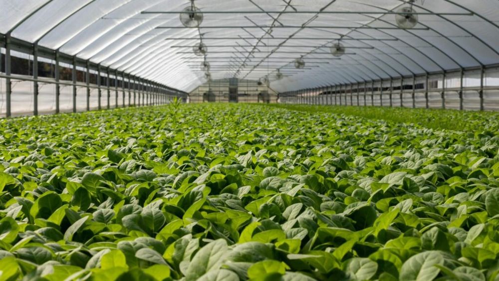 Director din MADR: Sectorul producţiei ecologice se numără printre cele mai dinamice domenii din UE şi din România