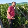 Sergiu Gorjan (SCDVV Drăgăşani): Putregaiul negru amenință producția de struguri. În trei săptămâni vom avea și primii ciorchini