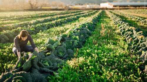 Parlamentul European și-a hotărât poziția față de viitorul agriculturii. Plățile directe către fermieri, reducerea birocrației și un buget solid pentru PAC sunt principalele obiective