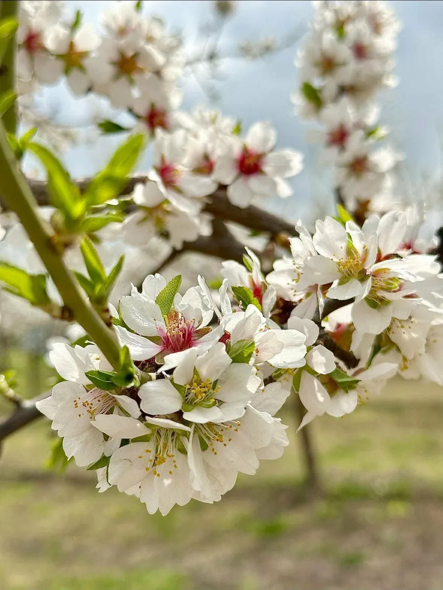 Flori de migdal