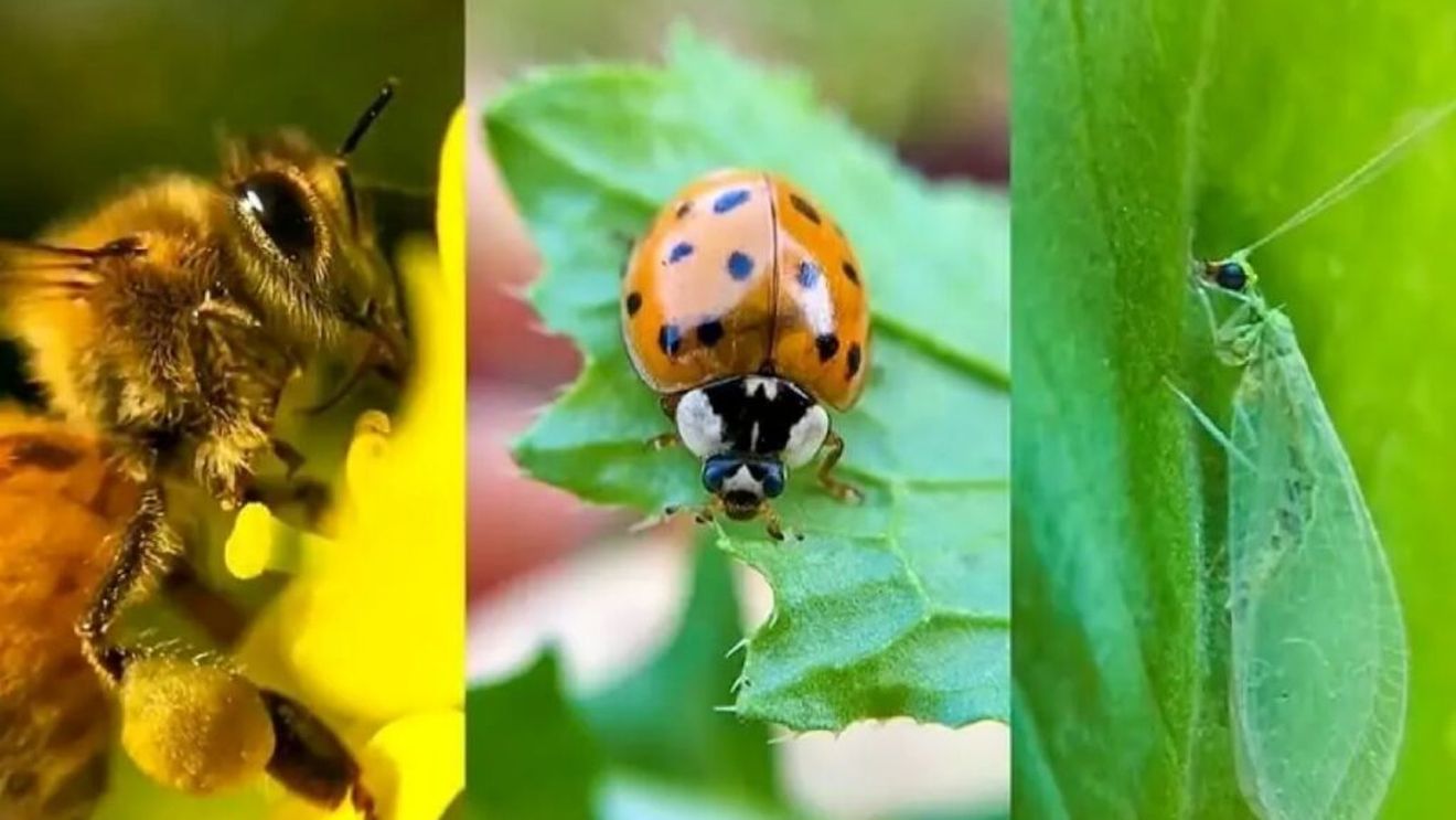 Bondari și alte insecte în loc de produse chimice, în culturile de roșii și ardei din județul Botoșani