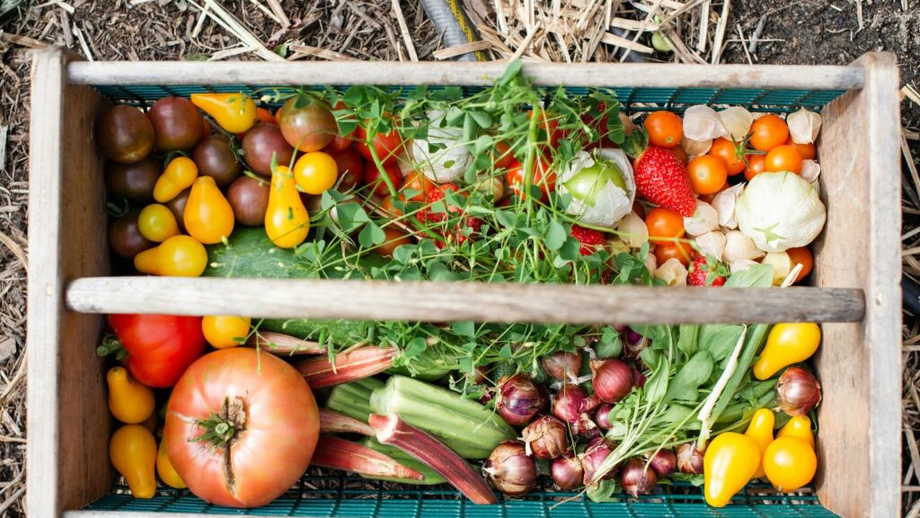 7 legume și plante aromatice pe care e mai ieftin să le cultivi acasă decât să le cumperi / Ce culturi îți pot reduce cheltuielile la supermarket