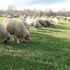 România pregătește reluarea exporturilor de oi și capre / Planul va fi prezentat Comisiei Europene