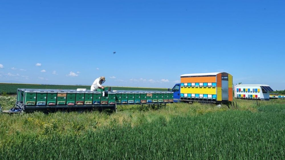 Lege pentru sprijinirea sectorului apicol afectat de războiul din Ucraina, promulgată de președintele Nicușor Dan