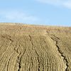 Schimbările climatice ar putea afecta calitatea grâului / Ce au descoperit cercetătorii despre unul dintre cele mai importante alimente de bază