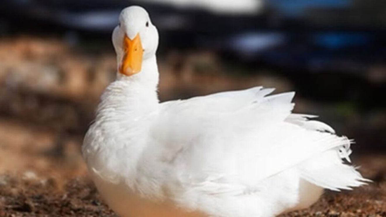 UE deschide o anchetă antidumping privind importurile de rață Pekin din China / Producătorii europeni reclamă prețuri neloiale