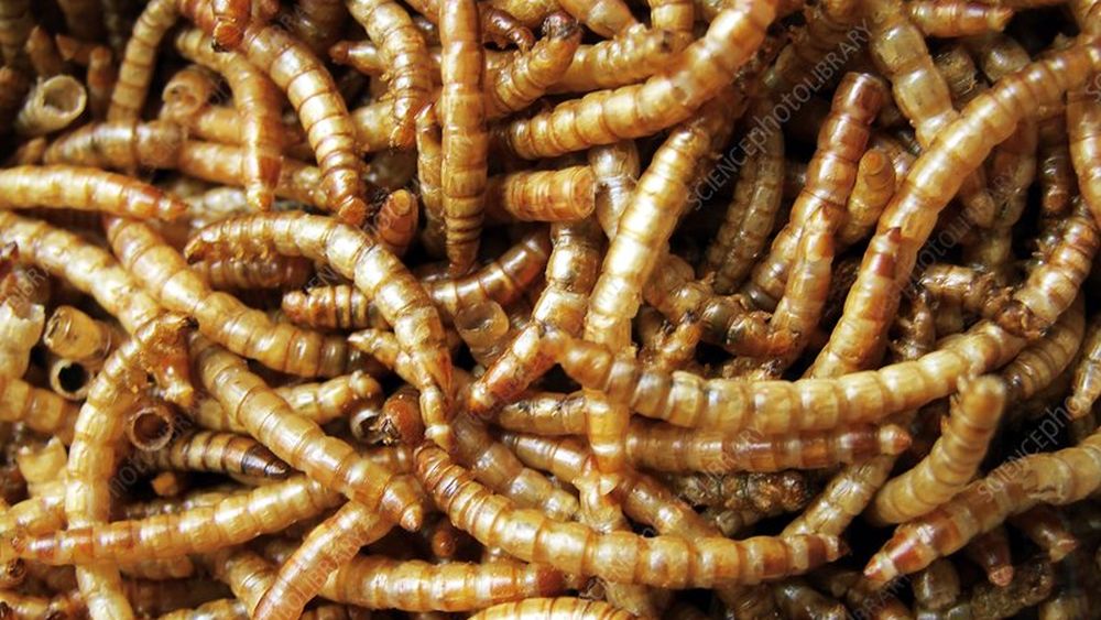 Pudra din larve de gândaci de făină, introdusă pe piaţa alimentară conform unui regulament al Comisiei Europene
