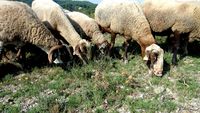 Carantină națională de 30 de zile pentru oi și capre după confirmarea unui focar de pestă a micilor rumegătoare în Mureș / Transporturile ilegale vor fi sancționate cu amenzi și confiscarea vehiculelor