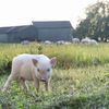 Focar de pestă porcină africană aproape de granița cu România. ANSVSA activează măsuri stricte de biosecuritate în Satu Mare
