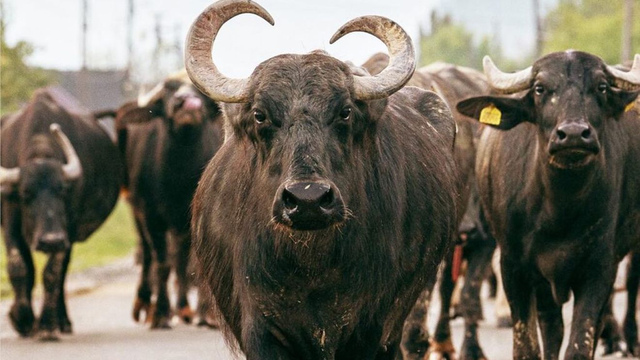 Primul festival european al bivolului are loc în Maramureș. În trecut, animalul era emblematic pentru această zonă