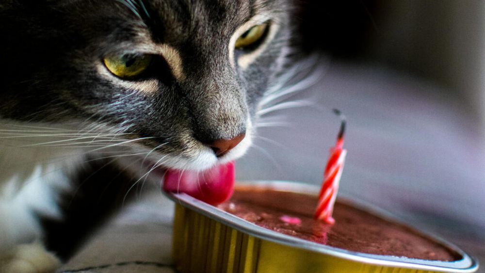 Ce mănâncă o pisică sau un câine cu diabet? Medicul veterinar Beatrice Ilea explică dieta corectă