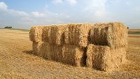 Fermierii germani cer ajutorul guvernului după o recoltă de cereale „dezamăgitoare”. Producția este estimată să scadă cu 7%
