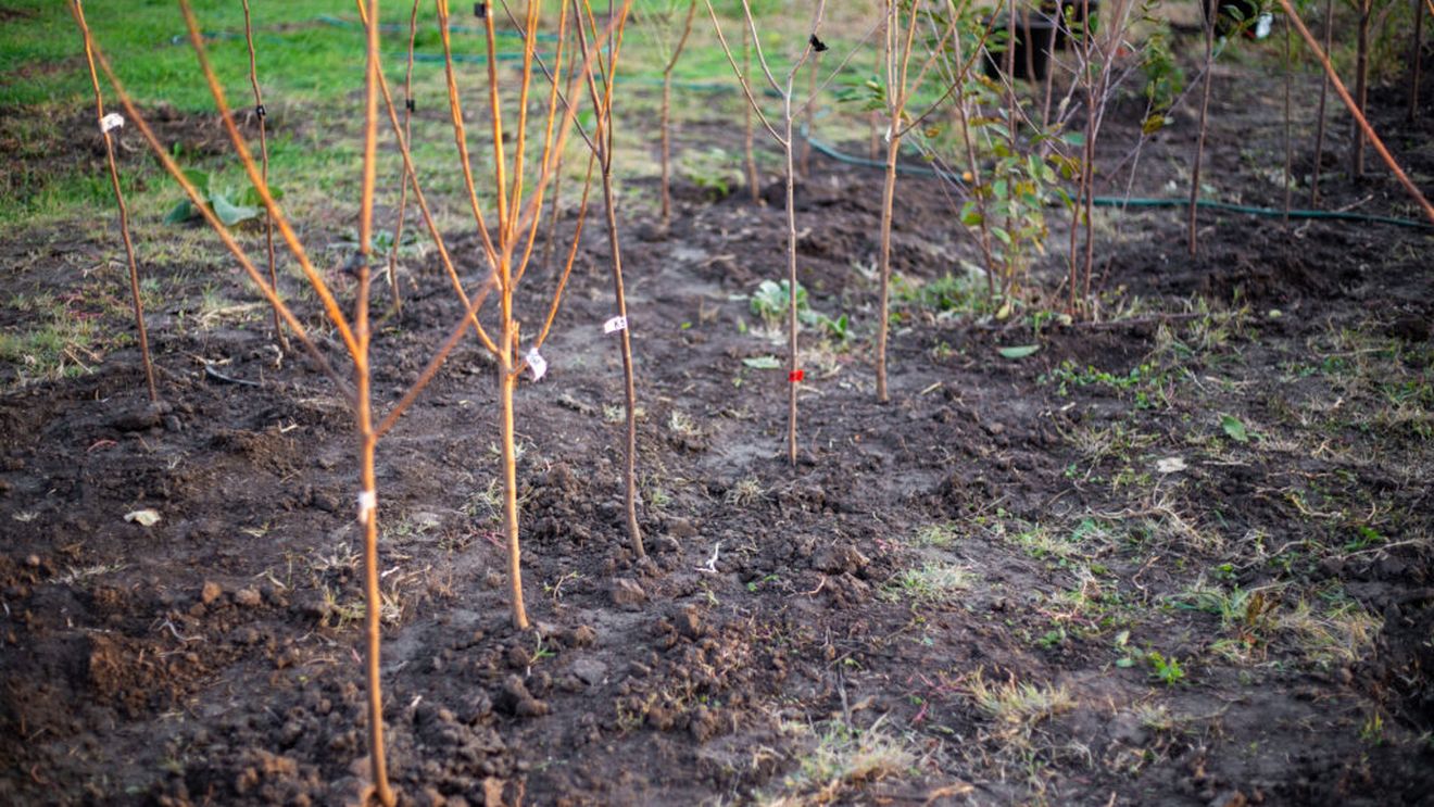 7 pomi fructiferi pe care îi poți planta în această toamnă. Cum alegi soiul potrivit și ce trebuie să faci înainte de iarnă