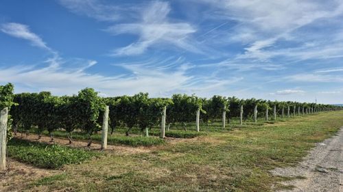 FOTO I Povestea „aurului lichid” din Niagara: Ce este „Icewine”, vinul emblemă al Canadei / Culesul strugurilor înghețați se face manual / Un hectar de vie poate da doar câteva sute de litri de vin