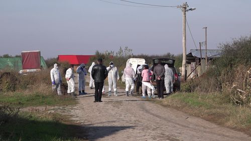 Crescătorie de porci clandestină, descoperită în județul Arad ca urmare a răspândirii pestei porcine africane; ce acuzații fac veterinarii arădeni