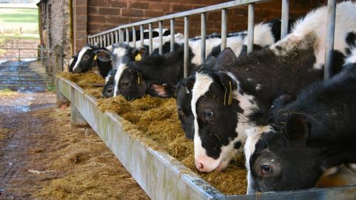 Fermier britanic amendat cu peste 1000 de lire sterline pentru că nu și-a îngrijit vitele în mod corespunzător