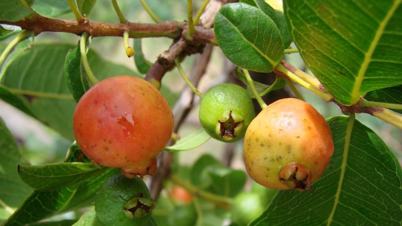 Nici portocala, nici mărul: fructul exotic bogat în fibre și antioxidanți care contribuie la îmbunătățirea sănătății tractului digestiv/ Combate constipația și aciditatea stomacală