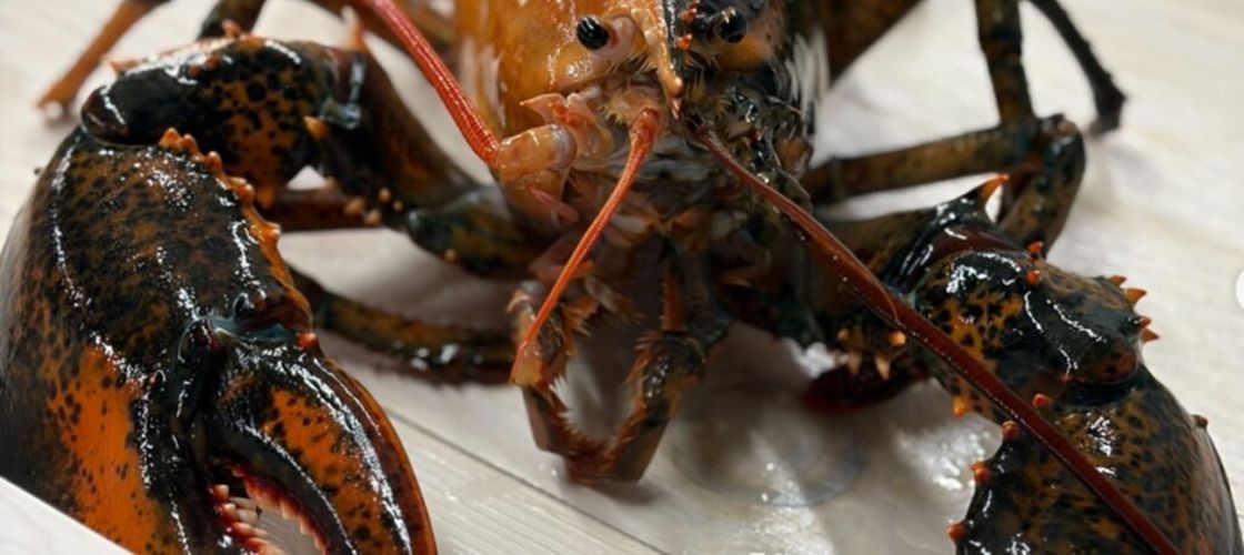 Descoperire extrem de rară în largul coastelor SUA / Un homar cu două culori, considerat unul la 50 de milioane, a fost salvat de la gătit
