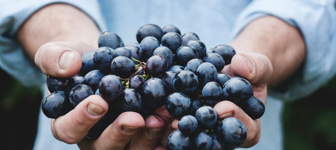 Strugurii, fructul recomandat de specialiști pentru sănătatea intestinului, inimii și creierului / Ce au descoperit cercetătorii despre polifenoli
