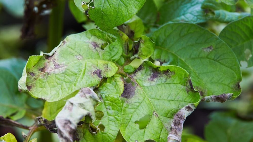 Producătorii de cartofi din Harghita, avertizaţi că există pericolul apariţiei manei