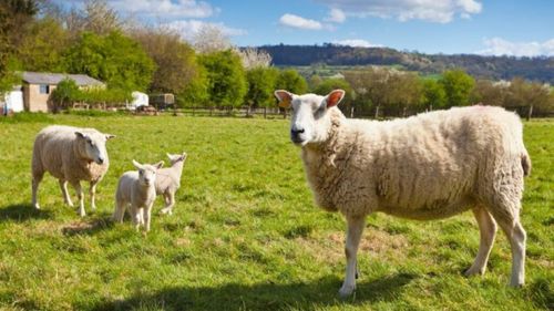 Preşedintele ANSVSA discută cu autorităţile marocane despre situaţia epidemiologică referitoare la pesta micilor rumegătoare