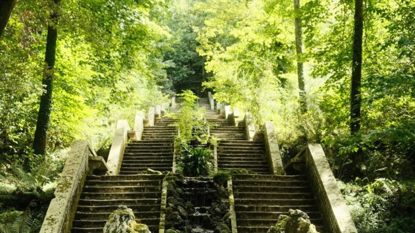 O pădure din Portugalia a primit statutul de „pădure terapeutică”: Bussaco ascunde 250 de specii de arbori și arbuști / Ce se întâmplă într-un astfel de loc și cum diferă terapia de „baia de pădure”