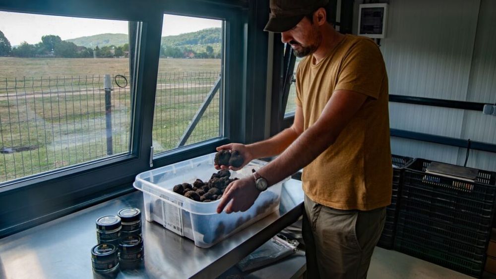 INTERVIU | Mihai a renunțat la munca de birou și s-a apucat de căutat trufe, iar acum exportă chiar și în Japonia: „Este nevoie de disciplină, simț de observație și, mai ales, de o relație strânsă cu câinele” / „Avem nevoie urgentă de un cadru legislativ clar”