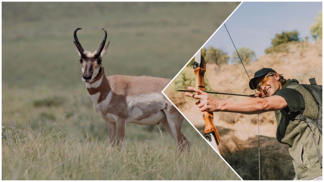 Vânătorii cu arcul se oferă voluntari pentru a îmbunătăți supraviețuirea antilocaprei americane în statul Dakota de Sud / Gardurile pentru oi pun în pericol al doilea cel mai rapid mamifer terestru