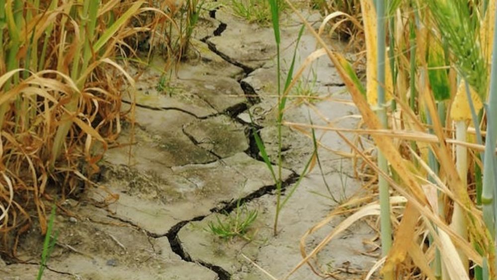 Vremea caniculară extinde seceta pedologică la grâu şi porumb