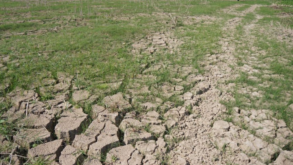 „Nu mai e viitor pentru apicultură aici”/ Fermierii din Ungaria vor să părăsească o regiune devastată de secetă