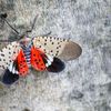 O insectă invazivă care a provocat pierderi agricole importante în SUA, descoperită pentru prima dată în Uniunea Europeană / Lycorma delicatula a fost confirmată în sudul Ungariei