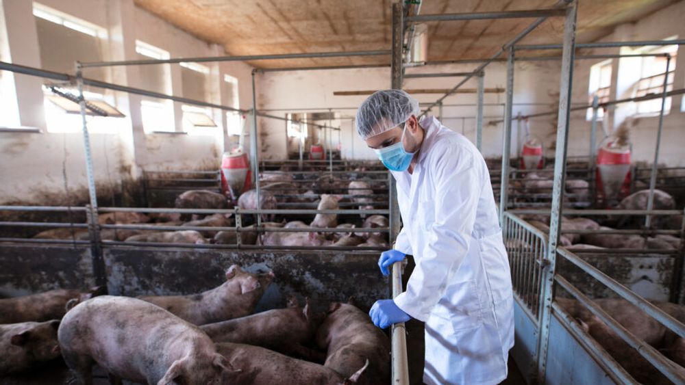 Creșterea intensivă a porcilor ajunge în centrul dezbaterii publice din Danemarca / Mai multe organizații cer ca alegerile să decidă viitorul industriei