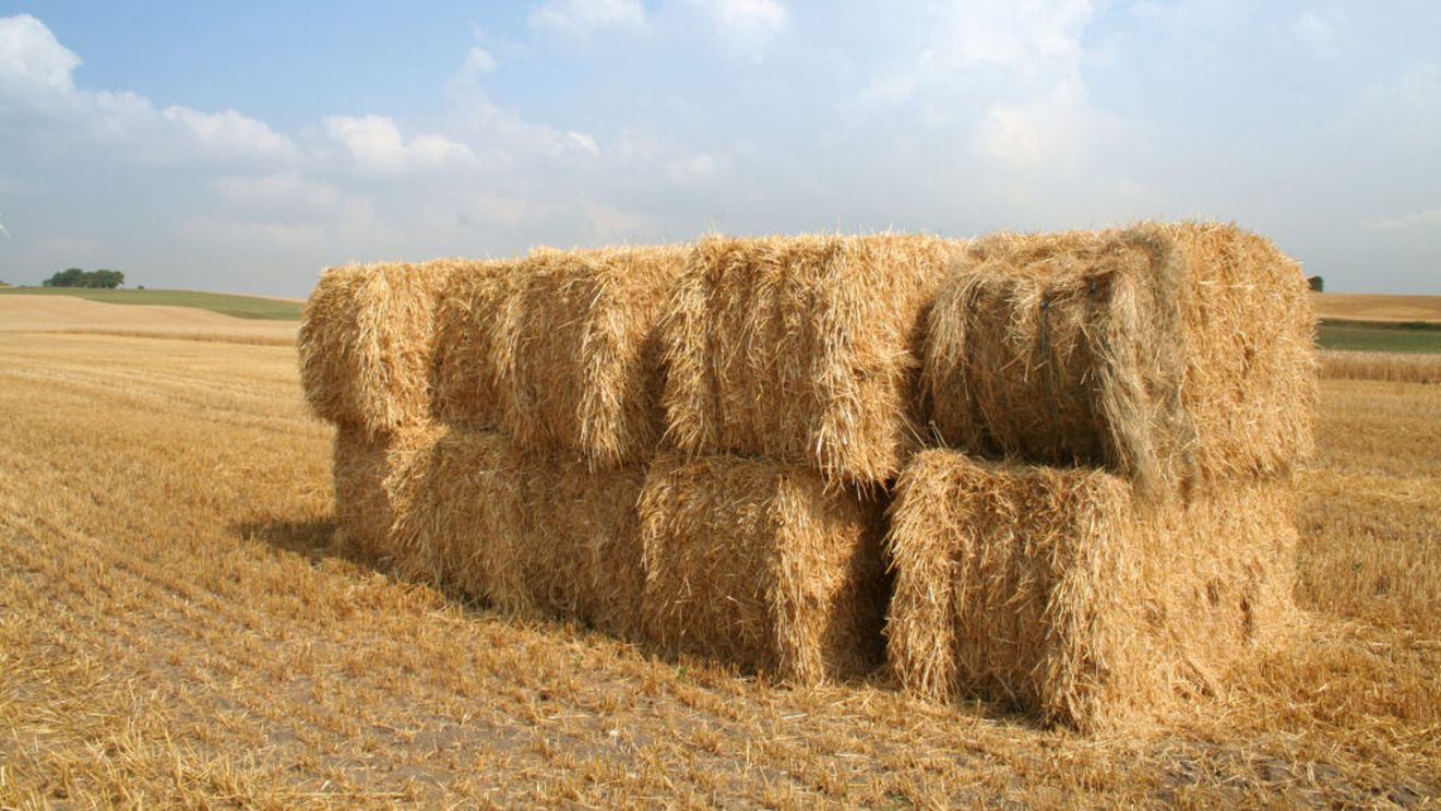 Fermierii germani cer ajutorul guvernului după o recoltă de cereale „dezamăgitoare”. Producția este estimată să scadă cu 7%