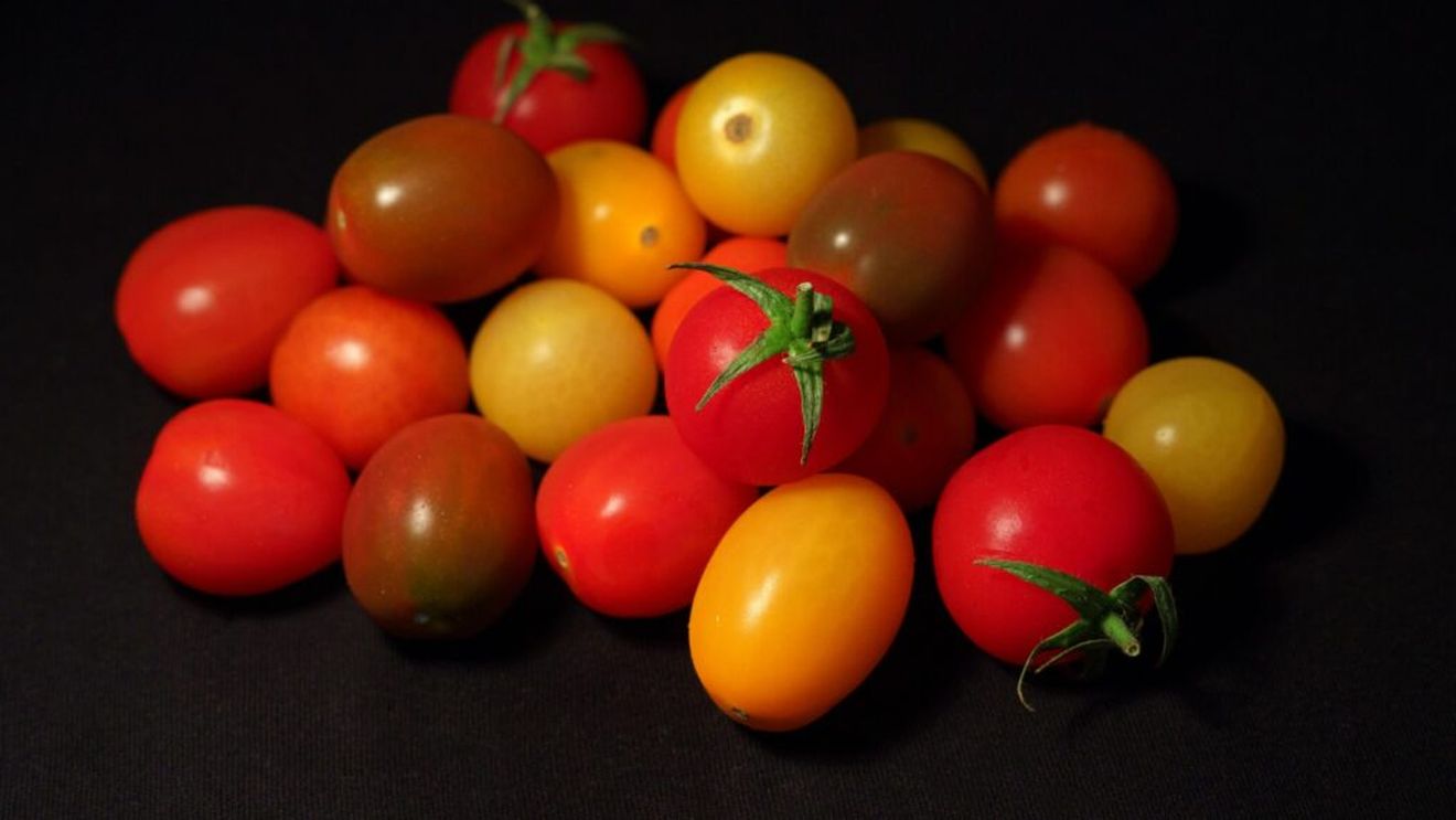 Tomatele galbene, mai nutritive decât cele roșii?/  Ambele sunt pline de fibre, vitamine și minerale, dar cele galbene sunt câștigătoare